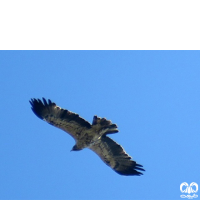 گونه عقاب شاهی Eastern Imperial Eagle